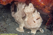 white frogfish